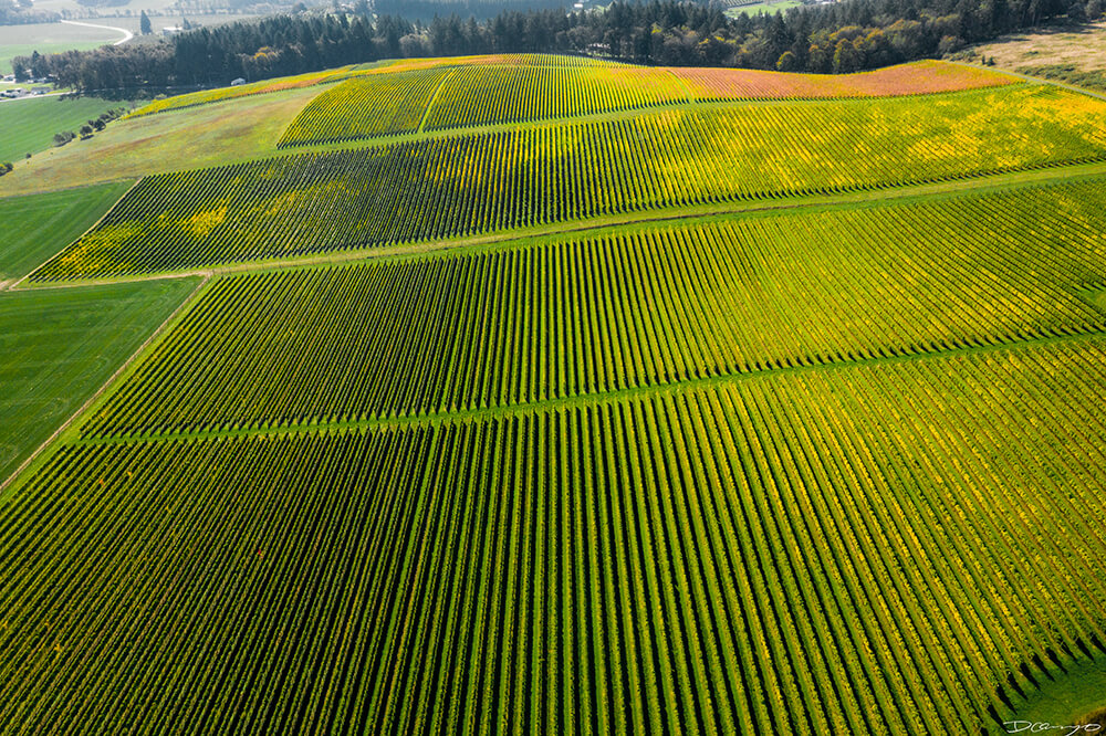 Photos with Communique Wines in McMinville, Oregon, in the Fall of 2020.